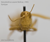 CollectionObject 1541119; ef6af3ee-ec4b-4fa7-9692-26f0b51e80a5: female, frontal view (holotype). (CollectionObject).