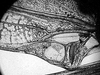 Eriolus duplidentis Naskrecki, 2000: male left mirror area. (Otu).