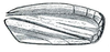 Forewing: Commellus colon, forewing. (Observation).