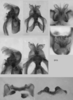 Melanoplus cedarense Otte, 2012: male genitalia. (Otu).
