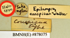 Gyna caffrorum (Stål, 1856): Holotype, unsexed, labels. BMNH(E)#878075. (Otu).