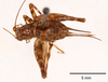 CollectionObject 1523769; 3571a9d1-6632-4f4f-9b49-672210527f99: female, dorsal view (holotype). (CollectionObject).