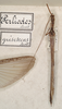 CollectionObject 1560982; 8ee653ed-c750-4f3a-8b51-da8dc449531f: copyright St. Petersburg. female of synonym Perliodes grisescens (paralectotype) - belongs to the genus Holca Redtenbacher, 1906. (CollectionObject).
