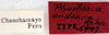 Phortioeca andeana Rehn, 1928: Photo by Heidi Hopkins. labels. (Otu).