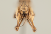 CollectionObject 1499304; f2ba2887-10d6-4082-a4be-71966691391c: Male, caudal view (holotype). (CollectionObject).