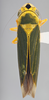 Habitus, dorsal view on Caldwelliola tharma (Young, 1977): Dorsal - dark green. Dark green color variation. (Observation).