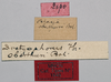 CollectionObject 1535540; cfaabfa4-d368-463e-a581-d4111bb38fe6: labels (holotype of Petasia oberthuri). (CollectionObject).
