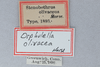 CollectionObject 2765723; 0952926e-ce6e-437b-9fc8-79132e734eb3: (CollectionObject).