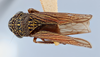 Habitus, dorsal view: (Observation).