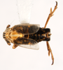 Habitus, dorsal view on Dicranotropis (Leimonodite) beckeri Fieber, 1866: (Observation).