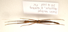 CollectionObject 1595842; d343d715-da45-487e-8906-7b4b024be8b1: copyright LKCNH Singapore. female, dorsal view (holotype). (CollectionObject).