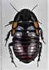 CollectionObject 1618732; 2f8ab5fe-742d-4936-baf3-b27685d7bde5: (CollectionObject).