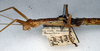 CollectionObject 1559098; NMW 218, 91e0d291-17fa-4ede-9a7d-7e8137449ae7: copyright NMW, Vienna. female: head and thorax, lateral view (holotype). (CollectionObject).