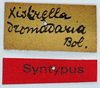 CollectionObject 1506062; e4c04240-f4a1-43b0-9094-6b13c5402fc3: labels (syntype). (CollectionObject).