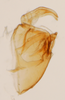 Pygofer, lateral view: !! display not done !! on Pissonotus lactofascius Morgan & Beamer, 1949: (Observation).