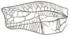Temnophyllus speciosus Brunner von Wattenwyl, 1895: Pl. XVII, Fig. 1 (specimen from Labuan). male left tegmen, dorsal view (length 56.8 mm, median width 29 mm). (Otu).