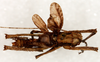 CollectionObject 1499677; dd09c981-5438-43ba-801e-11e78c1eec23: male, dorsal view. (CollectionObject).