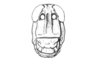 Intiacris nigroapiculatus Ronderos & Cigliano, 1989: Fig. 15. female, head, frontal view. (Otu).