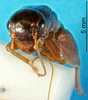 CollectionObject 1500759; 99e6c6e6-b70c-4df8-a157-40b8cd6e318e: male, frontal view (holotype). (CollectionObject).