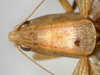 CollectionObject 1505669; e28bcb11-7e21-42cc-8942-6a6c130ea64a: male head and pronotum, dorsal view (syntype of Ruspolia brevipennis). (CollectionObject).