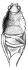 Cnemidophyllum (Peucestoides) stridulans (Hebard, 1927): Pl. XXII, Fig. 15 (after type). dorsal view of male head, pronotum and stridulating area of tegmina. (Otu).