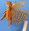 CollectionObject 1578133; d9260838-946f-4f33-bd21-57ff6da936e3: female, dorsal view. (CollectionObject).