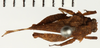 CollectionObject 1529979; NHRS NRM-ORTH 12975, a59ca0ac-20da-4551-8bdb-c0233b5251db: male, dorsal view (holotype). (CollectionObject).