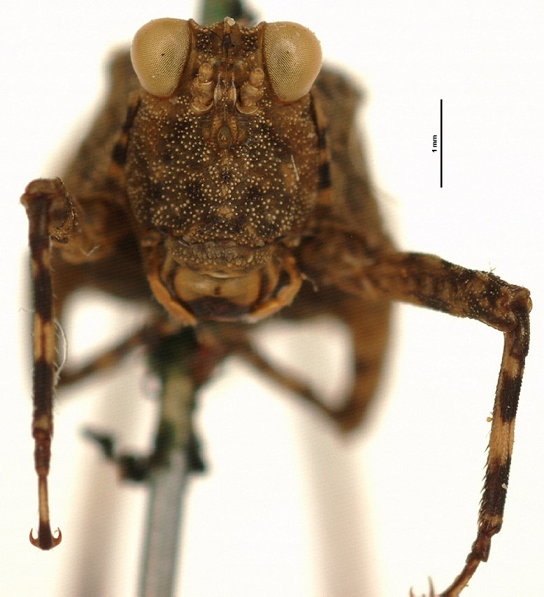 Orthoptera Species File - Bolivaritettix convergens (Brunner von ...