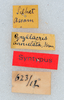 CollectionObject 1506461; 9ec82bb6-3b98-4b2e-b745-47bd3137269d: labels (syntype of Gryllacris annulata). (CollectionObject).