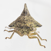 Live specimen: !! display not done !! on Heliria cristata (Fairmaire, 1846): (Observation).