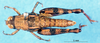 CollectionObject 1507094; ff86fca0-f4d3-4838-ad91-8ddeb4fa7799: female, dorsal view (holotype). (CollectionObject).