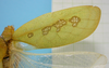 CollectionObject 1542775; b5a386ab-27ac-4ca7-8af7-6ff51d17c70f: male, right tegmen dorsal view (holotype of Phylloptera erosifolia). (CollectionObject).