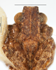 Head on Danepteryx lurida Melichar, 1906: (Observation).