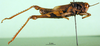 CollectionObject 1501660; 8fbcc921-acd9-4cdf-96a2-99effe0bdacd, DORSA BA000133S01: male, lateral view (holotype). (CollectionObject).