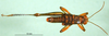 CollectionObject 1501657; 607d2fe3-87aa-48f2-8860-f2a1f3f3979f, DORSA BA000170S01: male, dorsal view (holotyoe of Auloserpusia laeta). (CollectionObject).