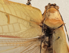 CollectionObject 1534737; 8fbba751-1bf9-4070-826f-8041bb01864b: female pronotum, dorsal view (syntype). (CollectionObject).