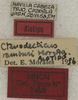 CollectionObject 1535928; 1205e08e-abef-49a9-8d55-ac2e2edad6cd: labels (allotype). (CollectionObject).