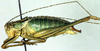 CollectionObject 1500687; a57d062e-58b3-4509-9f9f-606307d3100b: male, lateral view (holotype). (CollectionObject).