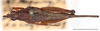 Cleostratus monocerus Stål, 1877: female, dorsal habitus, Mount Makiling, UPLMNH, scale bar: 5 mm. (Otu).