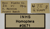 Other on Athysanella (Gladionura) curtipennis (Gillette & Baker, 1895): Labels. (Observation).