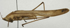 CollectionObject 1536021; 7e8f752a-ac19-40e2-a8a8-4b86632c29ec: male, lateral view. (CollectionObject).
