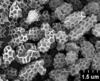 Brochosomes on Cuerna alpina Oman & Beamer, 1944: CR459 | U.S.A., South Dakota, Vermillion, 5-IV-1956, W. M. Hantsbarger | SDSU. (Observation).