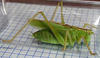 Tettigonia orientalis Uvarov, 1924: male. (Otu).