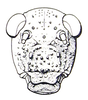 Paraphysemacris spinosus Dirsh, 1963: Fig. 38, 2. male face. (Otu).
