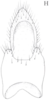 Anal tube processes: !! display not done !! on Cixidia (Cixidia) confinis (Zetterstedt, 1837): (Observation).