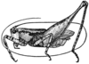 Nukuhivella agraecioides Hebard, 1933: Fig. 1. male, lateral view (body length 11.7 mm, pronotum 6mm, femur 11.2 mm). (Otu).
