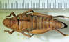 CollectionObject 1498702; 27418171-d4af-49b0-8e1d-eadd345d3a49: female, dorsal view. (CollectionObject).