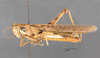 CollectionObject 1525073; 56279656-7e83-4d4e-b1da-e20c555e1ba1: male, lateral view (holotype). (CollectionObject).