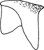 Pygofer appendages on Empoascanara (Empoascanara) inflecta Dworakowska, 1992: Pygofer dorsal appendage. (Observation).