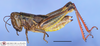 CollectionObject 1514173; a5075708-de9c-4980-93d0-619c979fa36d: female, lateral view (allotype). (CollectionObject).